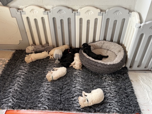 Suchbild - wo ist Welpe Nr. 9?